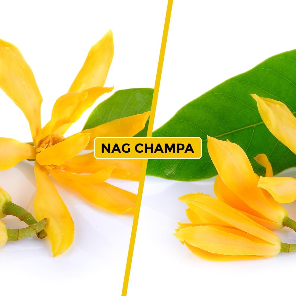 Champaca flowers used to represent the Nag Champa fragrance